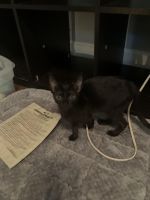 Other Cats for sale in AL-170, Wetumpka, AL, USA. price: NA