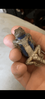 Other Amphibians for sale in Rohnert Park, CA 94928, USA. price: $35