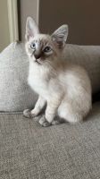 Other Cats for sale in Tampa, FL, USA. price: $650