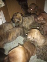Other Puppies for sale in Utica, NY, USA. price: $400