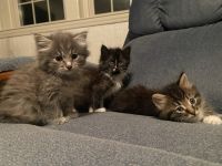 Other Cats for sale in Smithfield, NC 27577, USA. price: NA