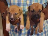 Other Puppies for sale in Sullivan County, NY, USA. price: $150