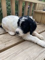 Other Puppies for sale in Ephrata, PA 17522, USA. price: $1,500