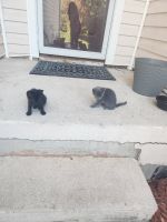 Other Cats for sale in Mableton, GA, USA. price: NA