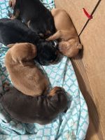 Other Puppies for sale in Ashtabula, OH 44004, USA. price: $400
