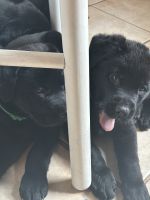 Other Puppies for sale in Fairview, NC 28730, USA. price: $750