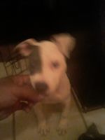 Other Puppies for sale in Cincinnati, OH, USA. price: $100