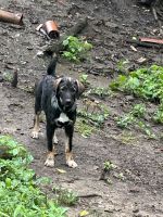 Other Puppies for sale in Baden, PA, USA. price: $400