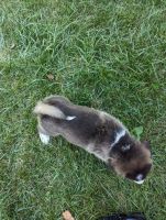 Other Puppies for sale in Charlestown, IN 47111, USA. price: $6,000