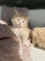 Other Cats for sale in Lee's Summit, MO, USA. price: $65