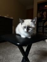 Other Cats for sale in Vancouver, WA, USA. price: $150