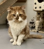 Other Cats for sale in 53 Hudson Ave, Nyack, NY 10960, USA. price: NA