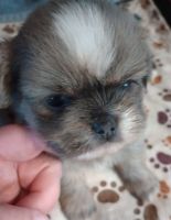 Other Puppies for sale in El Dorado, AR 71730, USA. price: $550