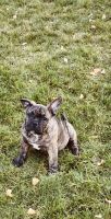 Other Puppies for sale in Dayton, OH, USA. price: $900