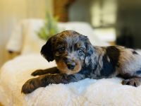 Other Puppies for sale in Lehi, UT, USA. price: $1,800