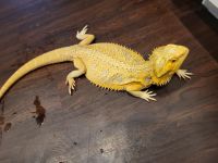 Other Reptiles for sale in MD-228, Waldorf, MD, USA. price: $2,000