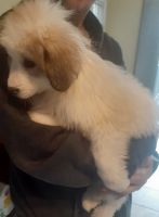Other Puppies for sale in Lakeville, MI 48367, USA. price: $1,000