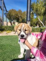 Other Puppies for sale in Las Vegas, NV, USA. price: $800