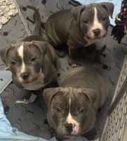 Other Puppies for sale in Harwood Heights, IL 60706, USA. price: $500