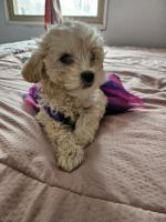 Other Puppies for sale in Bolingbrook, Illinois. price: NA
