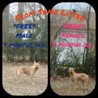 Other Puppies for sale in Blytheville, Arkansas. price: NA