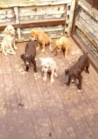 Other Puppies for sale in Greater Noida, Uttar Pradesh. price: 6,000 INR
