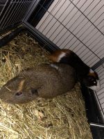 Other Rodents for sale in Milwaukee, WI, USA. price: $20