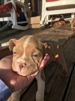 Other Puppies for sale in Swansboro, NC, USA. price: NA