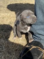 Other Puppies for sale in San Bernardino, CA, USA. price: NA