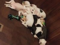 Other Puppies for sale in Mt Vernon, IL 62864, USA. price: NA