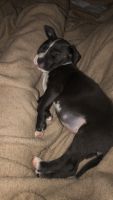 Other Puppies for sale in Hermitage, Nashville, TN, USA. price: NA