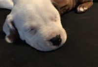 Other Puppies for sale in 1555 Irwinton Rd, Milledgeville, GA 31061, USA. price: NA
