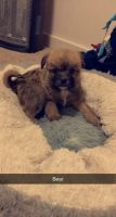 Other Puppies for sale in Kent, WA, USA. price: NA