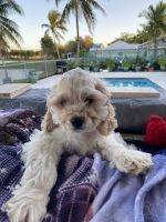 Other Puppies for sale in Miami, FL, USA. price: NA