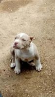 Other Puppies for sale in Bakersfield, CA, USA. price: NA