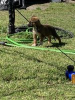 Other Puppies for sale in Biscoe, NC 27209, USA. price: NA