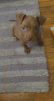 Other Puppies for sale in East Hartford, CT, USA. price: NA
