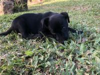Other Puppies for sale in Hana, HI 96713, USA. price: NA