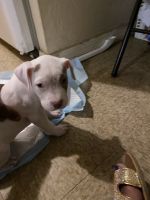Other Puppies for sale in 1101 SE 15th St, Gainesville, FL 32641, USA. price: NA