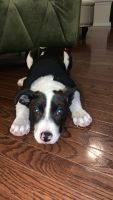 Other Puppies for sale in Huntersville, NC 28078, USA. price: NA