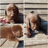 Other Puppies for sale in Centre, AL 35960, USA. price: NA