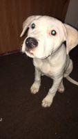 Other Puppies for sale in La Grange, NC 28551, USA. price: NA