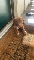 Other Puppies for sale in Jackson, MS, USA. price: NA
