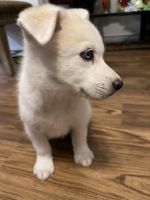 Other Puppies for sale in Austin, TX, USA. price: NA