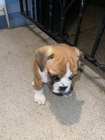 Other Puppies for sale in Eastpointe, MI 48021, USA. price: NA