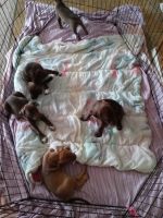 Other Puppies for sale in Phenix City, AL 36869, USA. price: NA