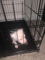 Other Puppies for sale in Houston, TX 77077, USA. price: NA