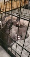 Other Puppies for sale in Cameron, NC 28326, USA. price: NA