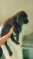 Other Puppies for sale in Elizabethtown, KY, USA. price: NA