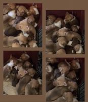 Other Puppies for sale in Orlando, FL 32818, USA. price: NA